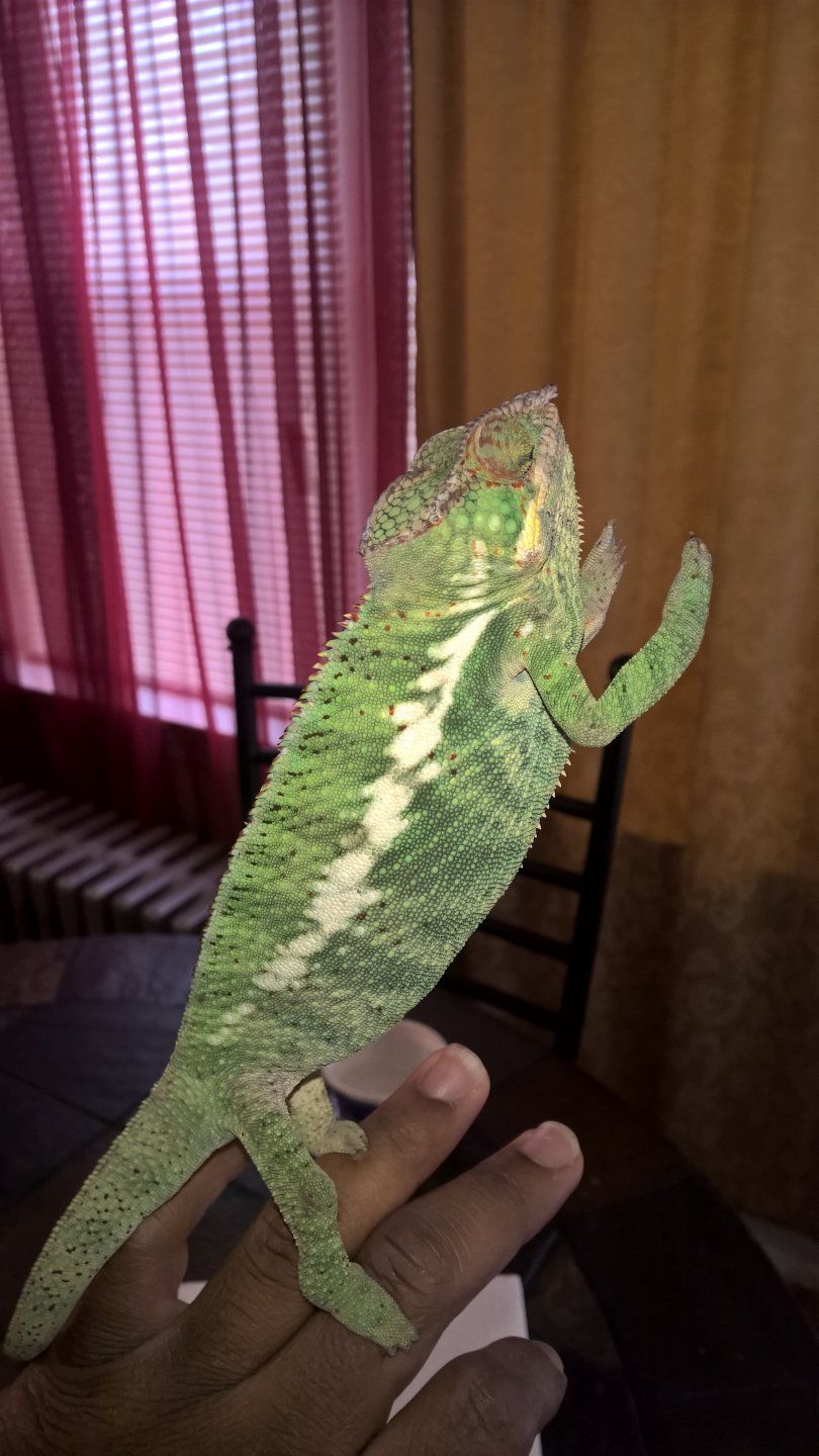 Nosy Be Panther Chameleon (King)