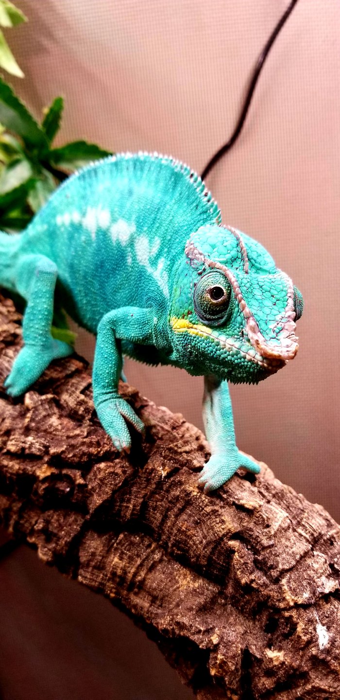 Nosy Be Panther Chameleon (King) | Chameleon Forums