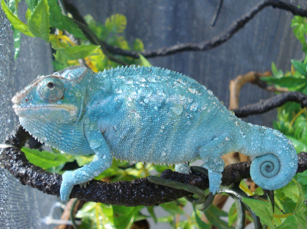 Nosy Be Panther Chameleon