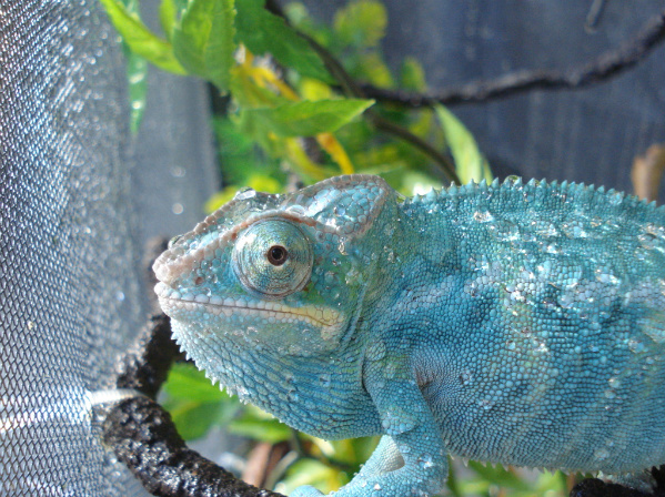 Nosy Be Panther Chameleon