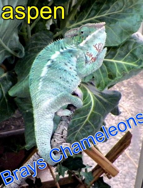 Nosy be sired by atlas at the chameleon company