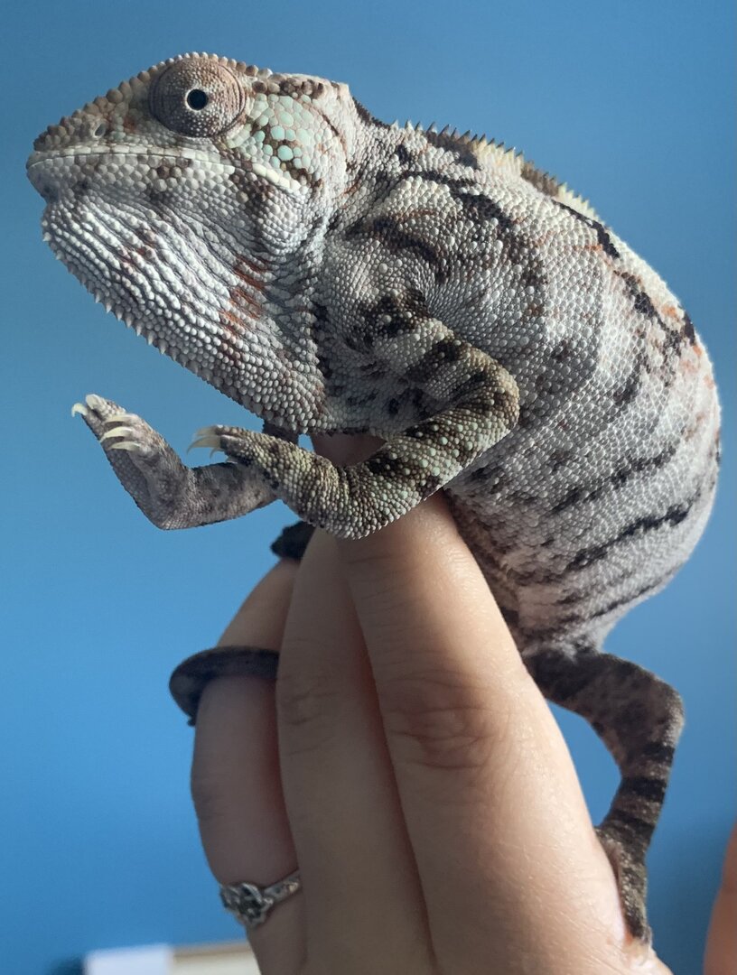 Nosy boraha female chameleon showing off