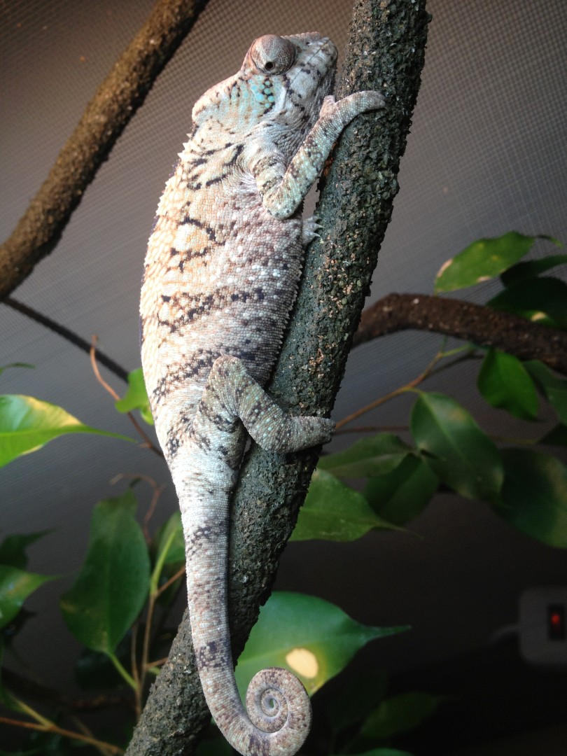 Nosy Faly Female