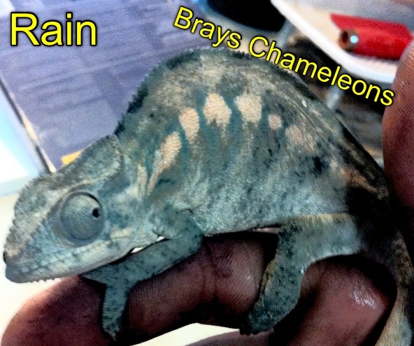 Nosy faly from red rain at chameleons paradise