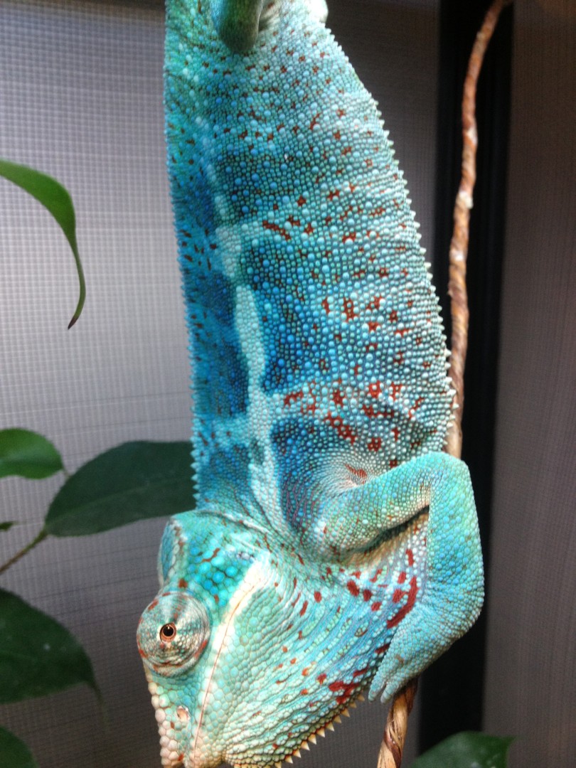 Nosy Faly Male Awesome Colours @ 7months ;)