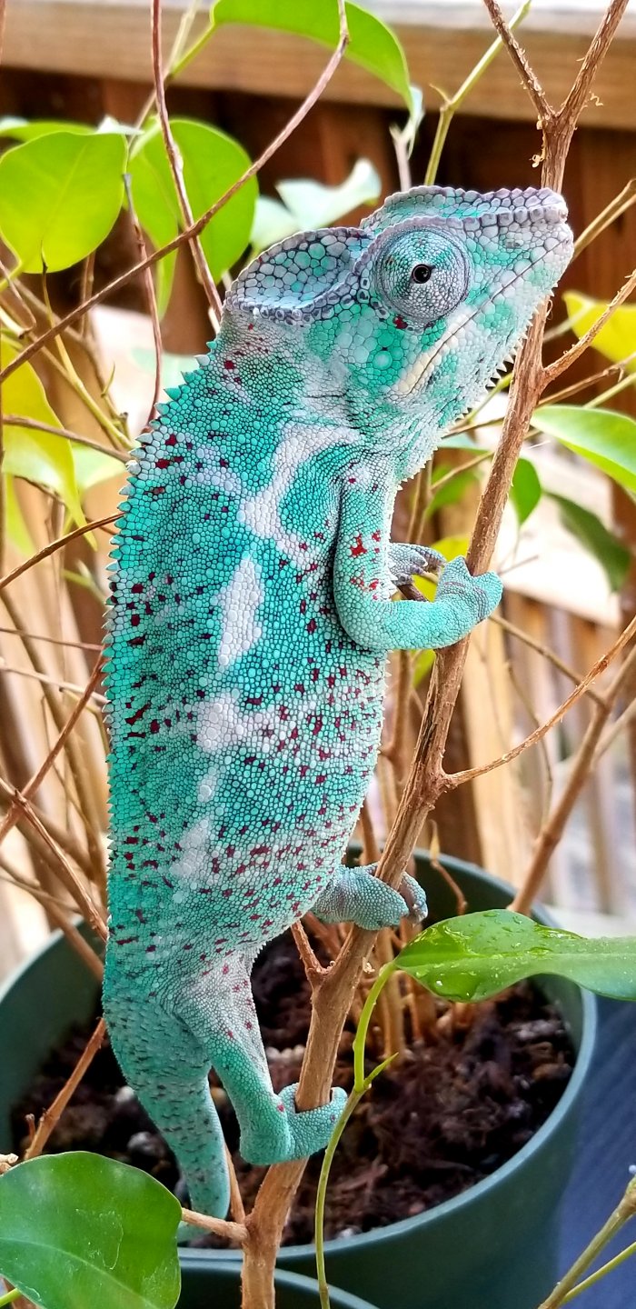 Nosy Faly Panther Chameleon (Neko)