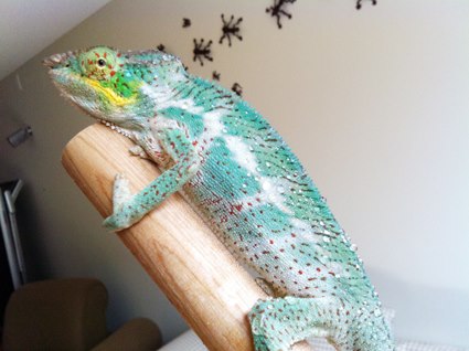 Nosy Faly sub-adult. This guy is a real keeper. One of those cases were no camera can really take the beauty of its colour. He's almost all white bodi