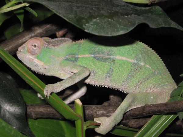 Nosy Mitsio about 3 months old.