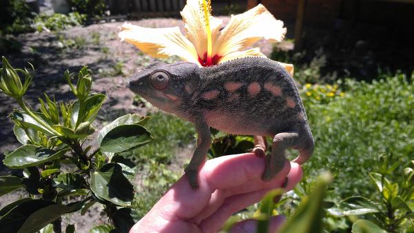 NOSY MITSIO FEMALE...AURORA FLOWER PIC