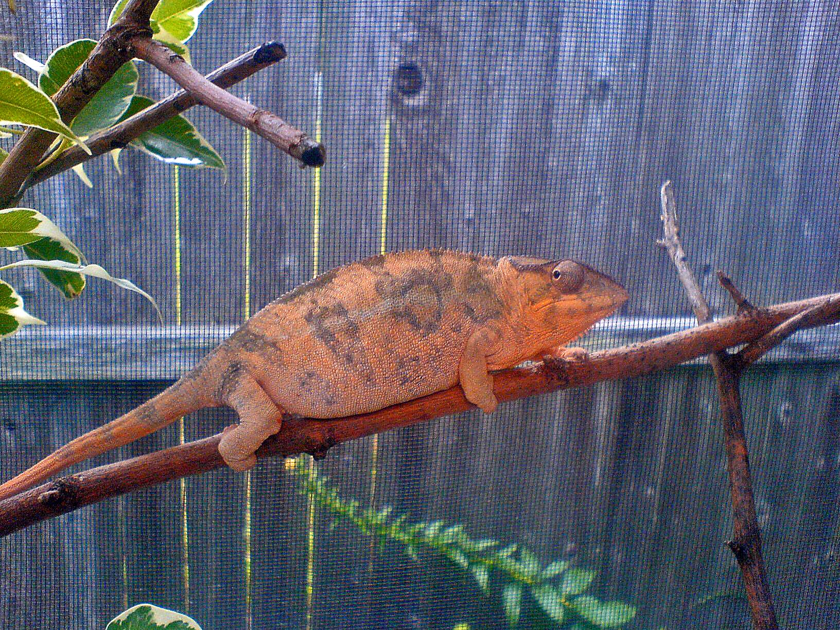 Nosy mitsio (mafana) female