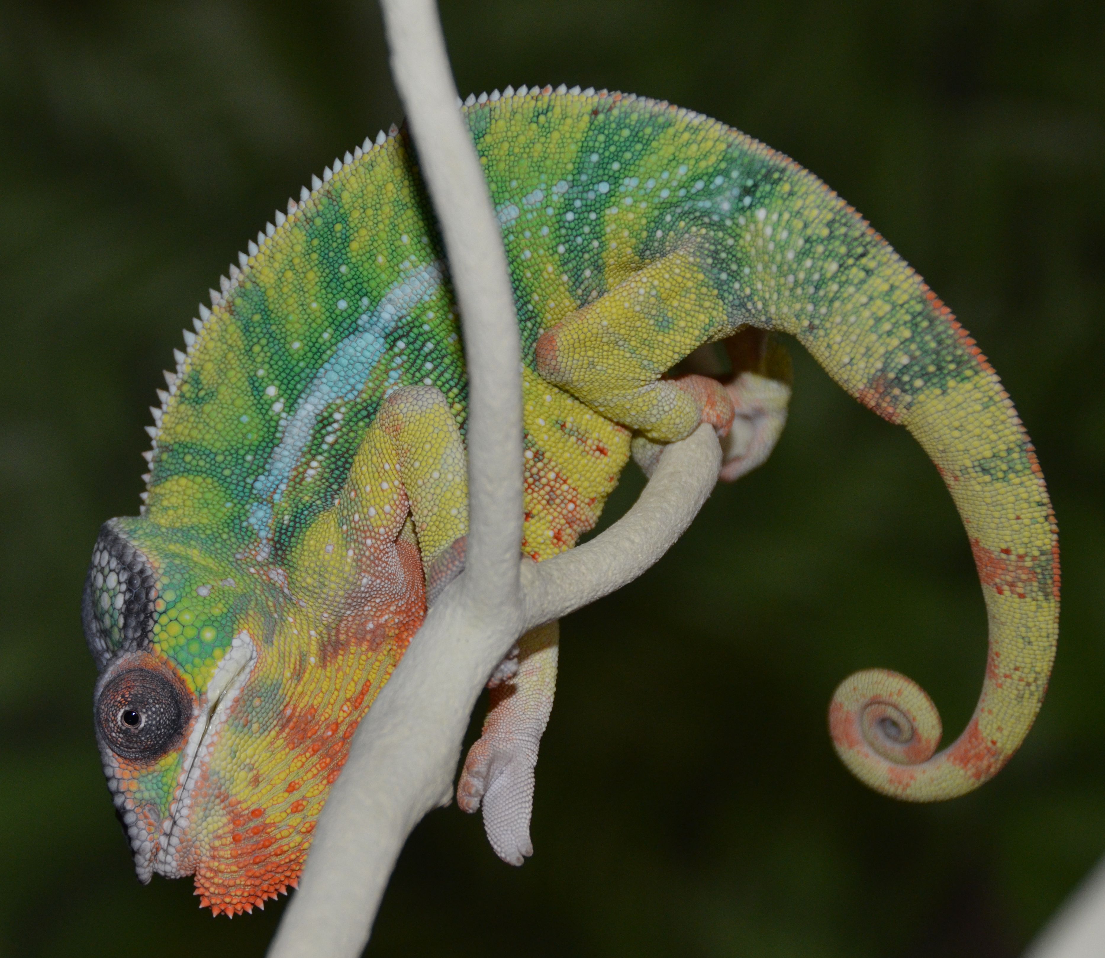 Nosy Mitsio Starting To Fire Up