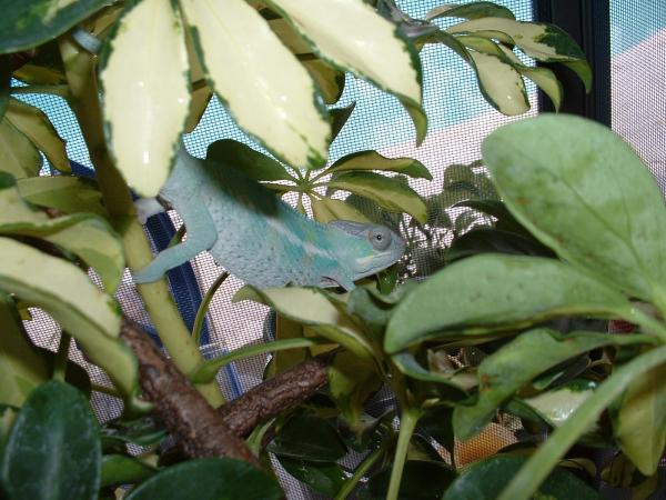 Nosy
