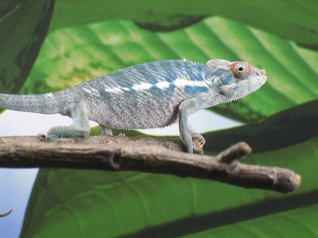 NosyBeBlueXAmbanjaBlueHybred