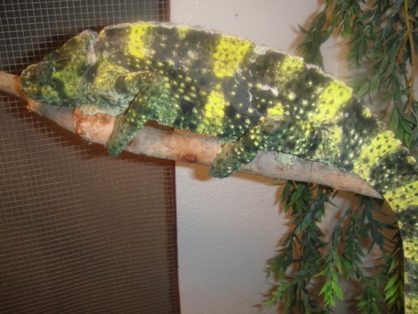 Not Happy Colors, had to go back in cage after being out.
