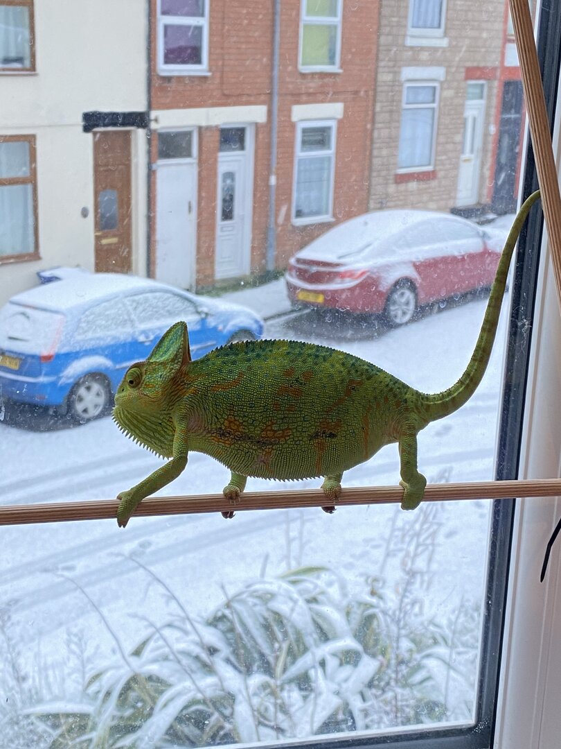 Not impressed with snow