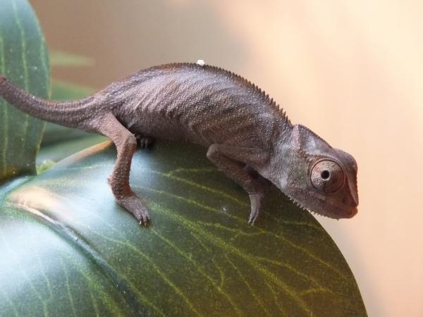Not long after I first got him approx 4 months old