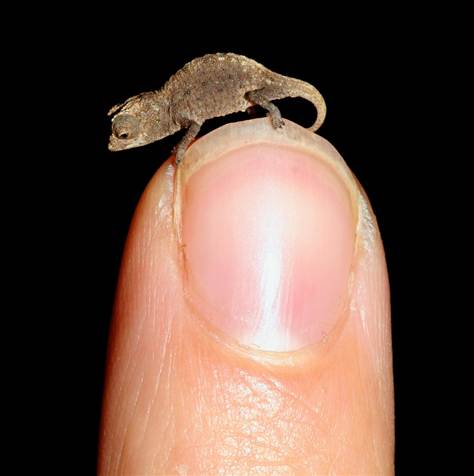 Not my picture! Image source: http://www.msnbc.msn.com/id/46388892/ns/technology_and_science-science/t/some-spot-color-meet-worlds-tiniest-chameleon/#