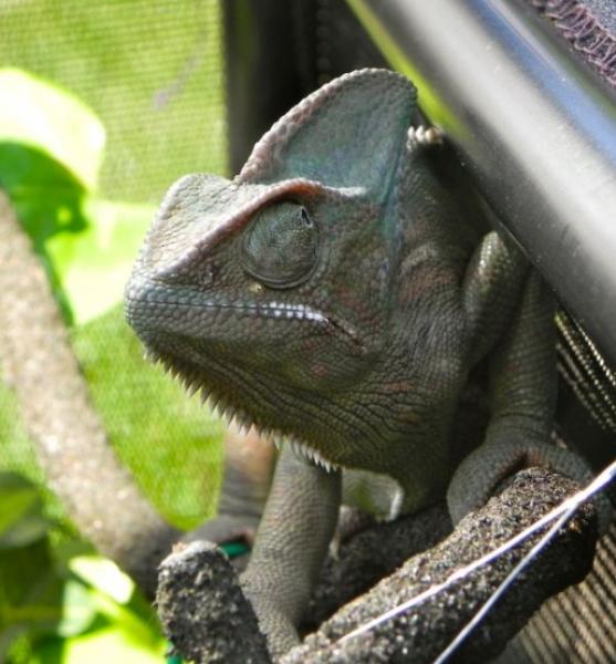 Not very happy...just laid her first clutch and she's exhausted! August 2012