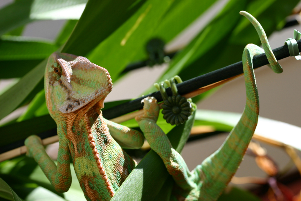 not wanting to be photographed