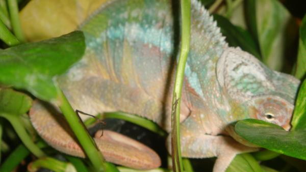 Nov 28. Samson gets ready for bed and a shed.