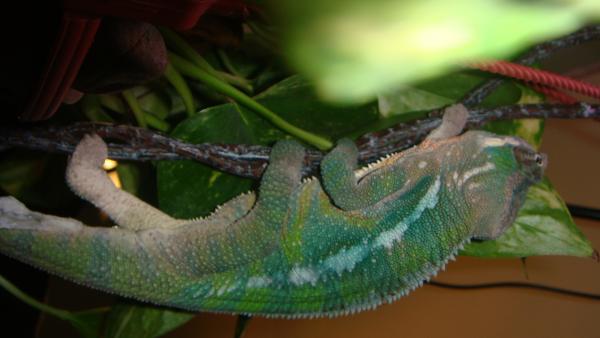 Nov 29th Post shed cont.