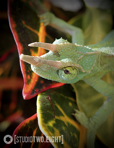 Nova 2.24.13 - Checking out his new plant.
