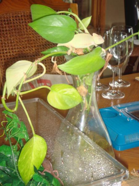 NOVEMBER 2008 001