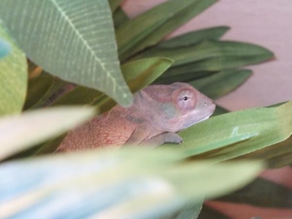 Now about 5 months old starting to show more colours