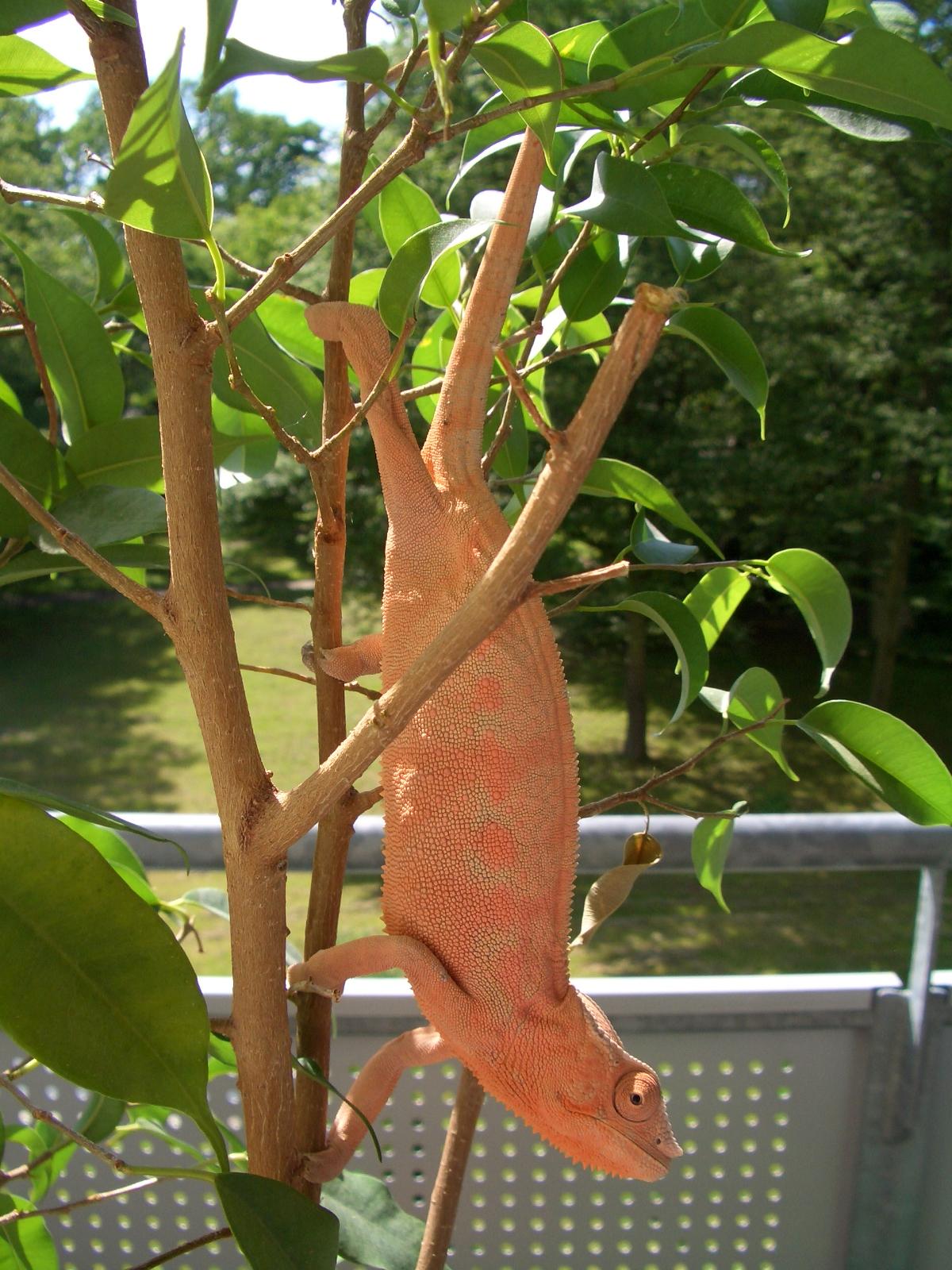 Now you know why her name is "Peaches"!