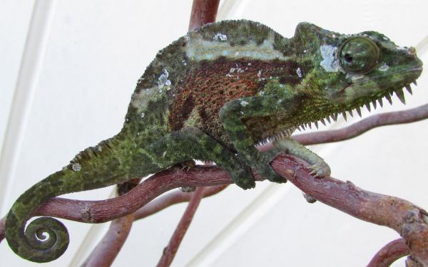 Nubby J.  wild caught hornless male  @  18g.