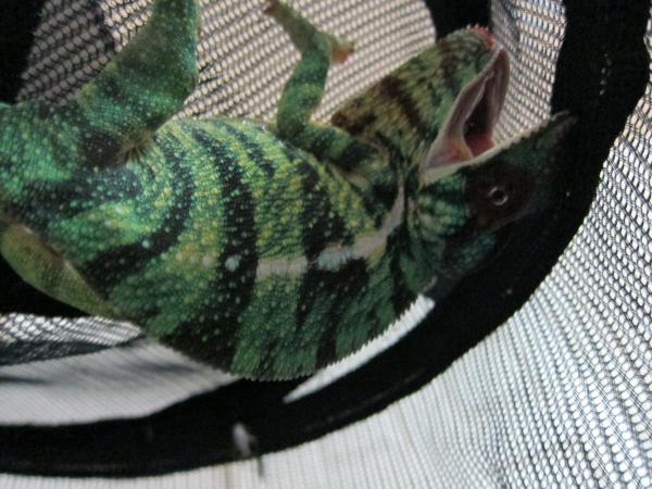 Nuclear Tom enjoys his sun cage... until I come anywhere near it...