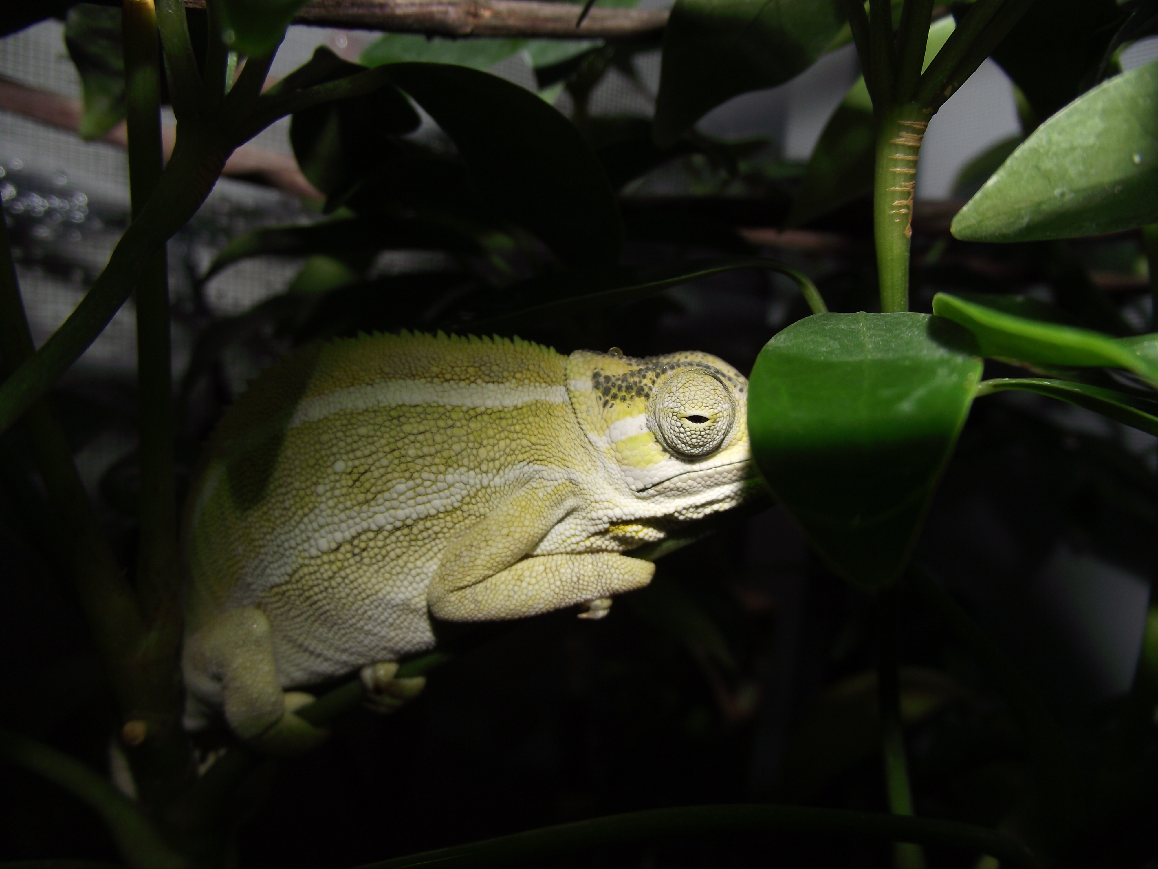 Nyika Whistling Chameleon