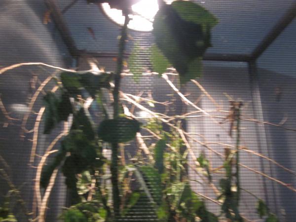 Nymph Bird Hoppers in a Holding Terrarium