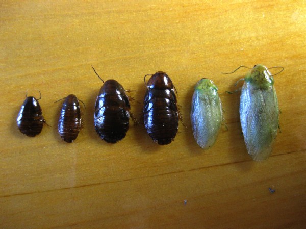 Nymphs and adults