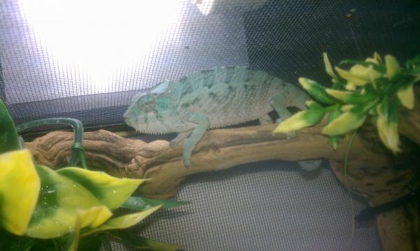 Oasis my 4 month old Abanja