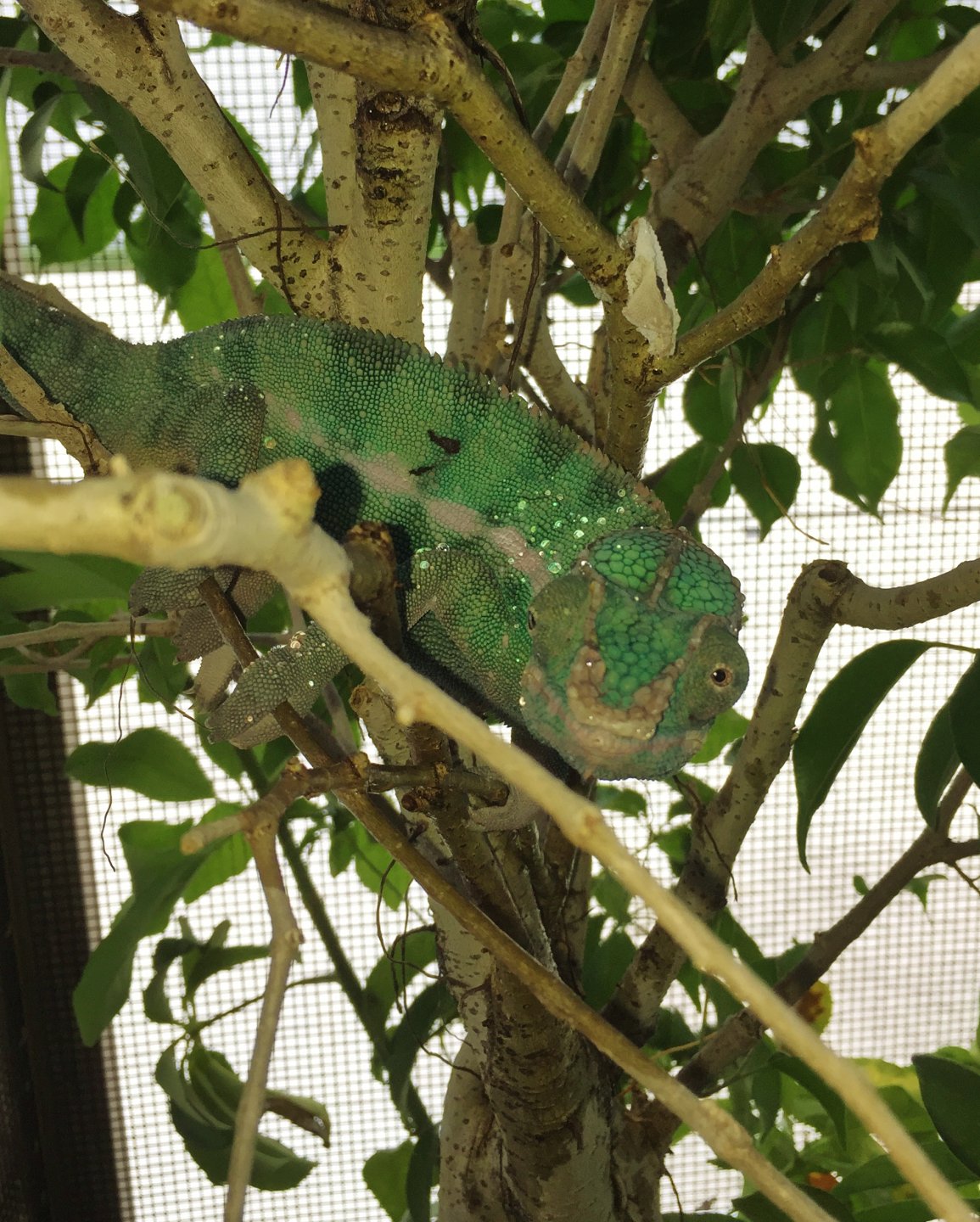 Obe Wan taking an afternoon shower