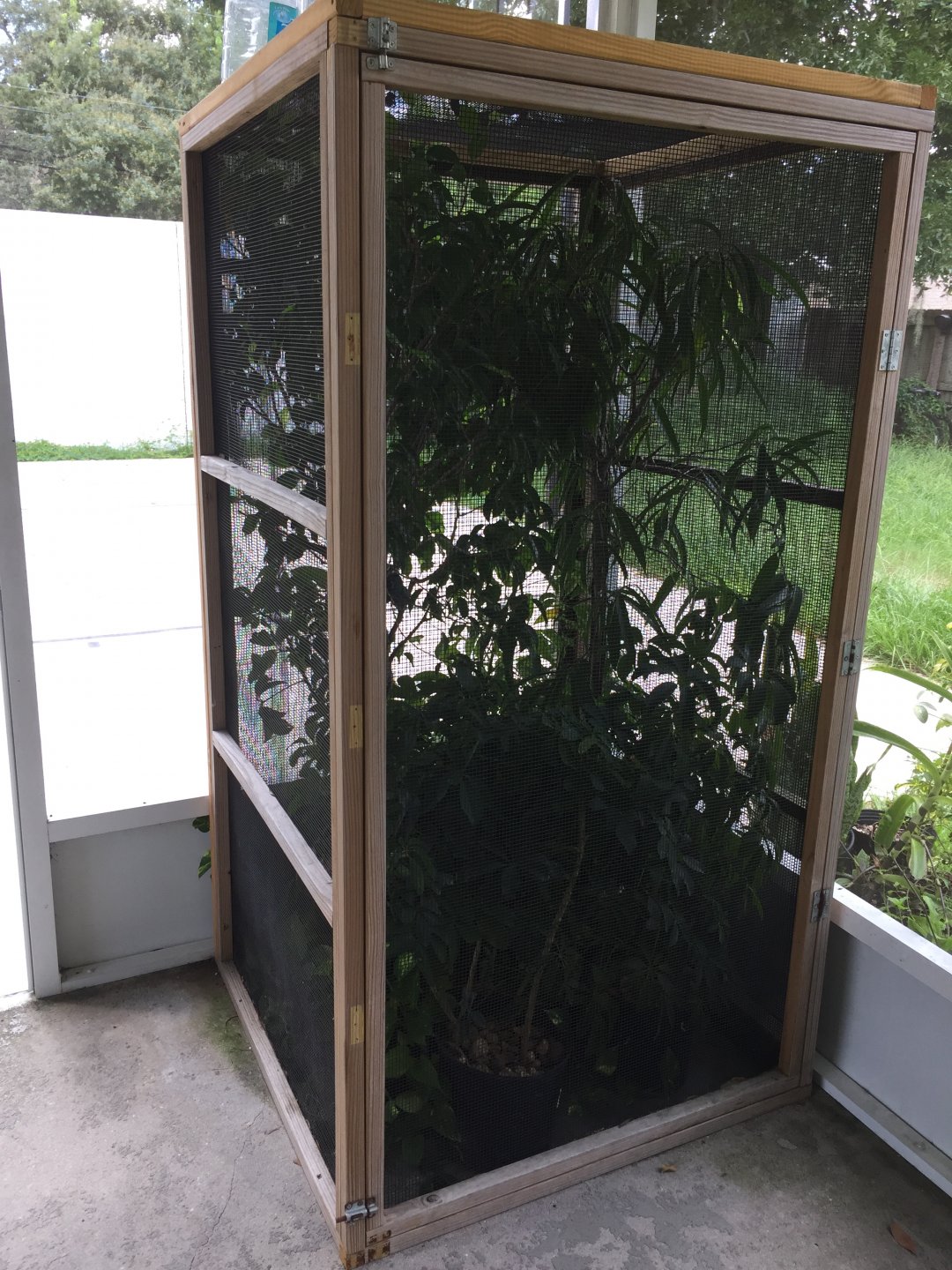 Obe Wan's outdoor enclosure