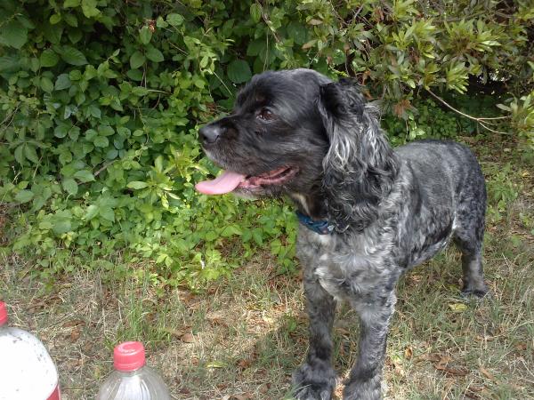 Odie (my cocker spaniel)