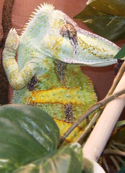 Oggie 270 Grams
