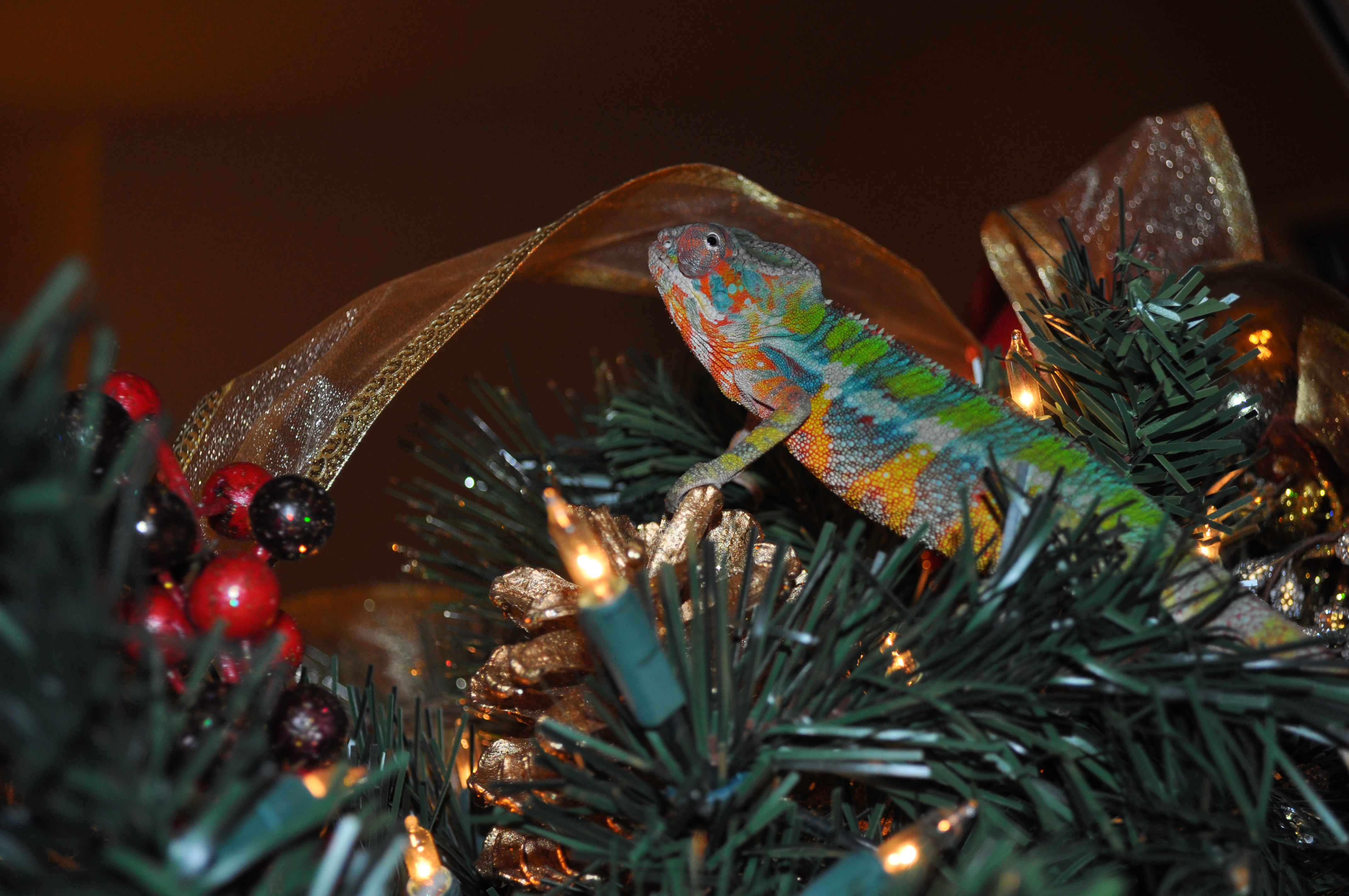 Oh Christmas Tree Oh Christmas Tree Oh How I Love You Christmas Tree!