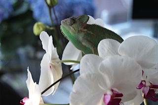 oh lala nice view :) oh not the flowers I'm talking about the beauty in the flowers :D