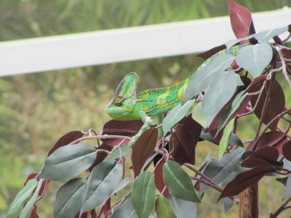 Oh no, not the camera again...