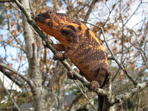 Oh What A Beautiful Morning!