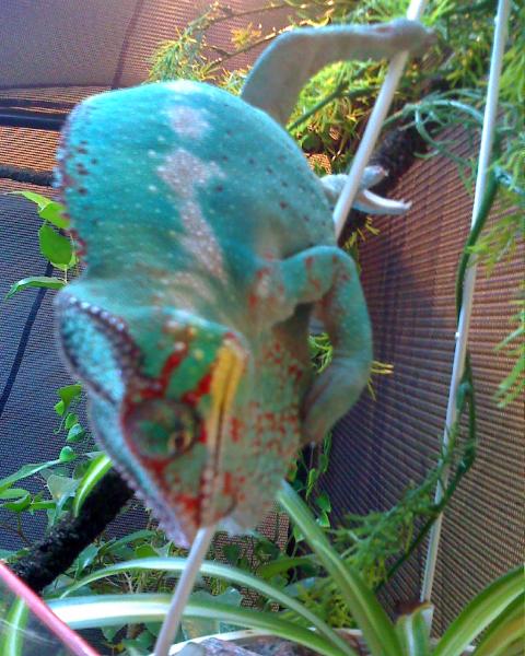 Ok, Lady get that thing out of my face, I'm warnin' ya!!!
9 months old