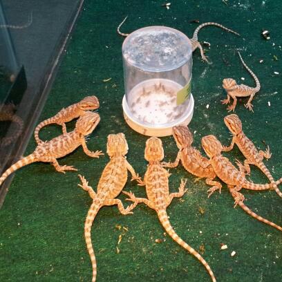 ok... maybe not a gecko