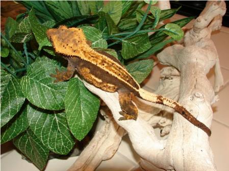 Olive Brown/Orange/Cream Full Pinstripe Female Named Moira.