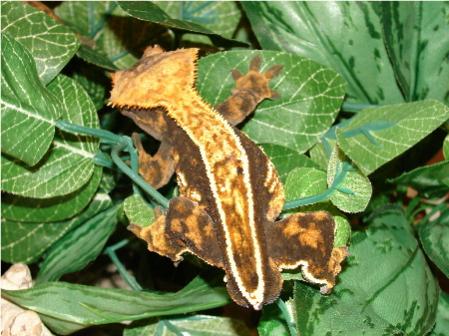 Olive Brown/Orange/Cream Full Pinstripe Male Named Mojo.