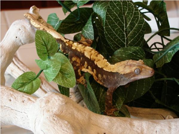Olive Brown/Orange Harlequin Male Named Lonigan.