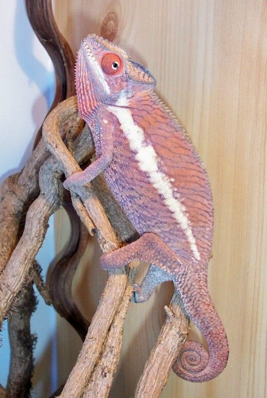 Ollie my beautiful pink panther!