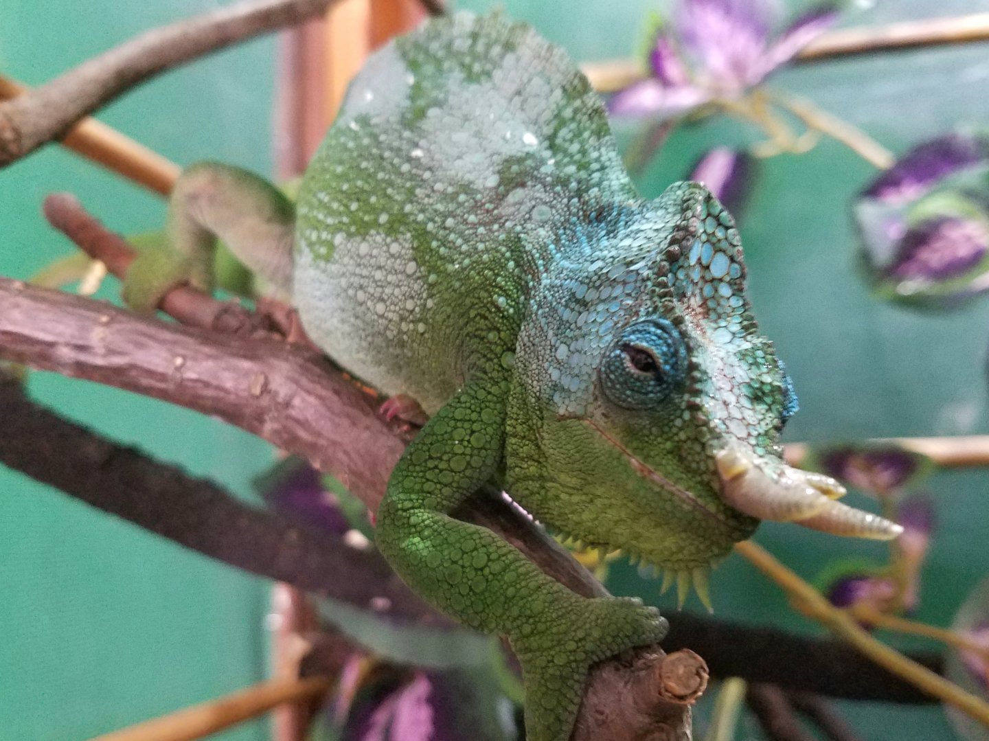 Ollivander giving his best Blue Steel